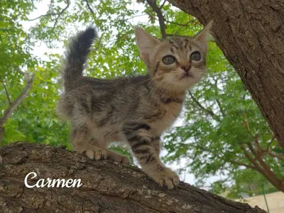 Carmen, adopted