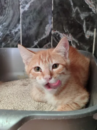 César, adopted