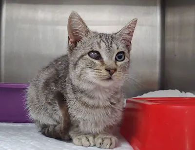 Teo, adopted