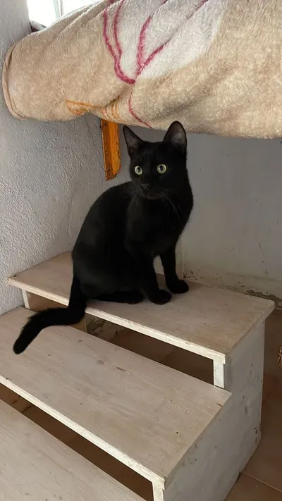 Luke, adopted