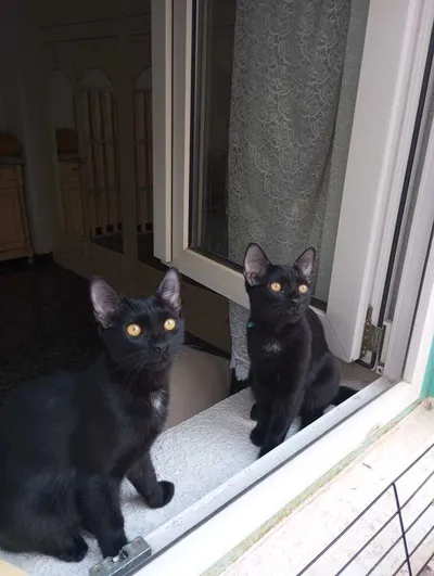 Senia, adopted