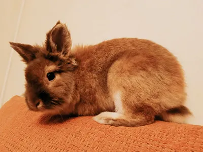 Roko (preadoptado), adopted