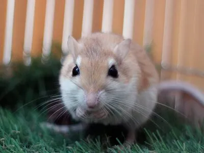 Polca (preadoptada), adopted