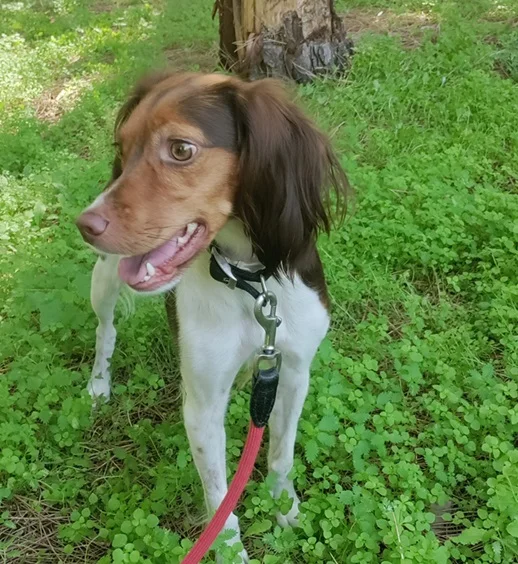 Brittany Spaniel