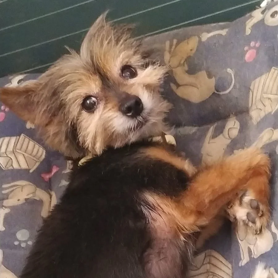 Yorkshire Terrier