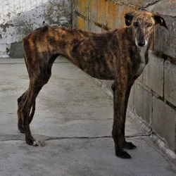 Galgo Español