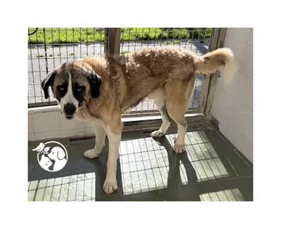 BERNARDO, adopted