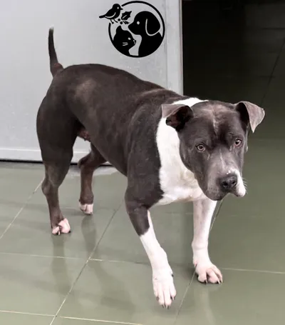 DAKOTA, adopted