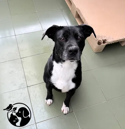 DONA, adopted