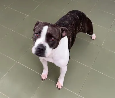 GRETA, adopted