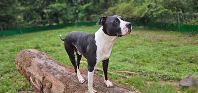 KAKO, adopted