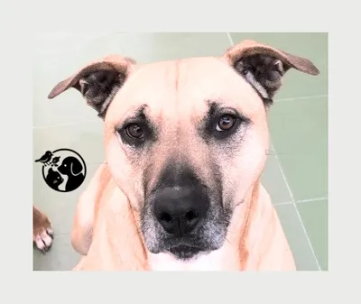 LOU, adopted