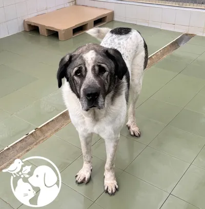 PASCAL, adopted