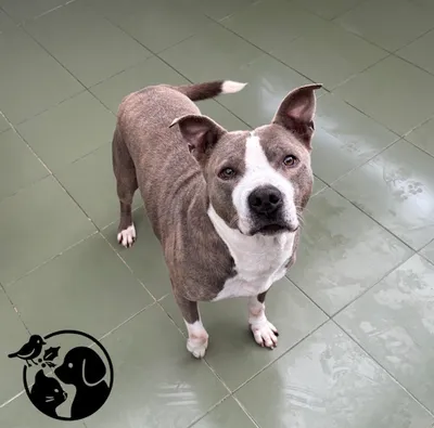 ZONTXO, adopted