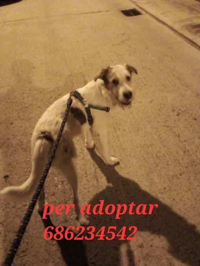 ....., adopted