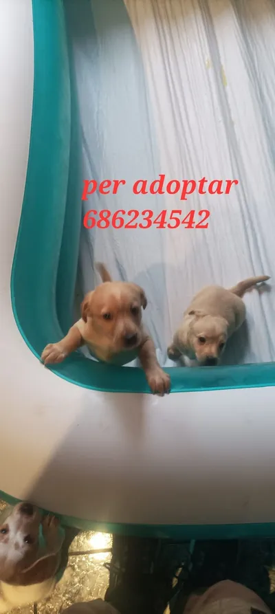 ....., adopted