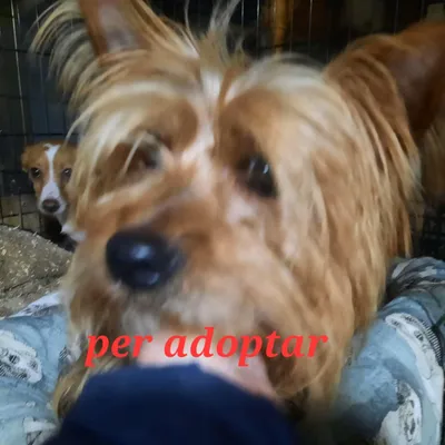 ...., adopted