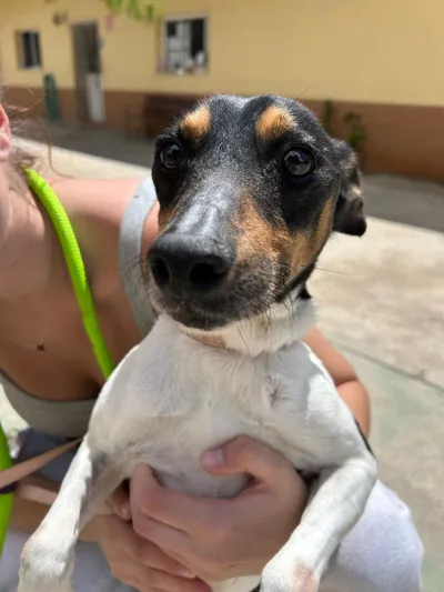 Scooby, adopted