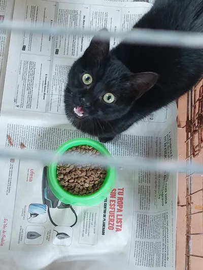 MAMBA[pre adoptada], adopted
