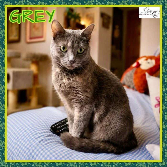 Russian Blue