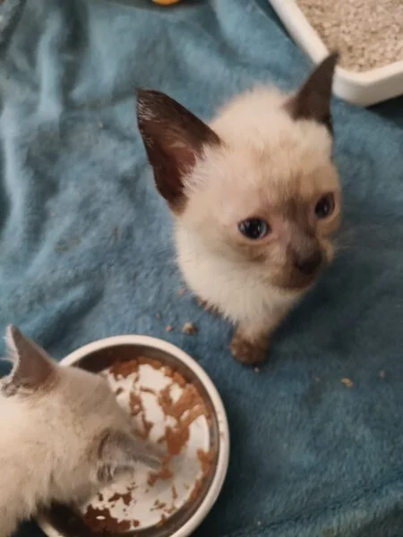 Siamese