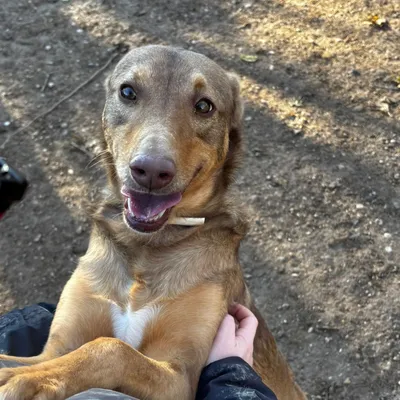 Rambo, adopted