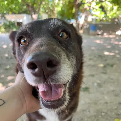 Meiga, adopted
