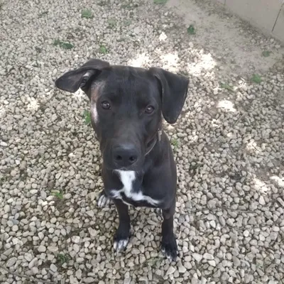 Blai, adopted