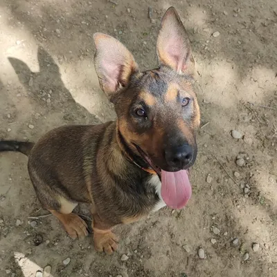 Bolo, adopted