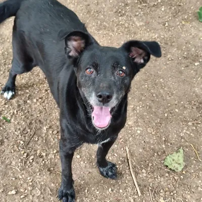 Stella, adopted