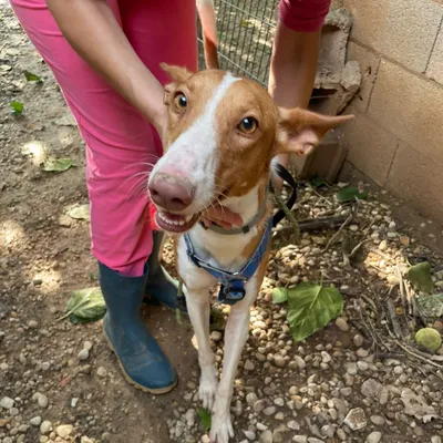 Coco, adopted