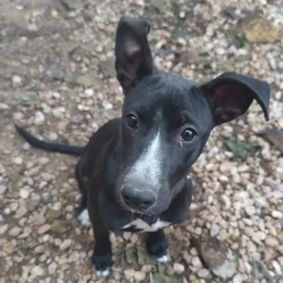 Kaila, adopted
