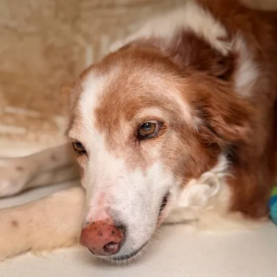 Lycos, adopted