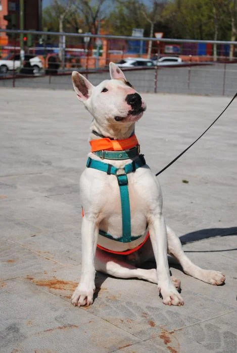 Bull Terrier