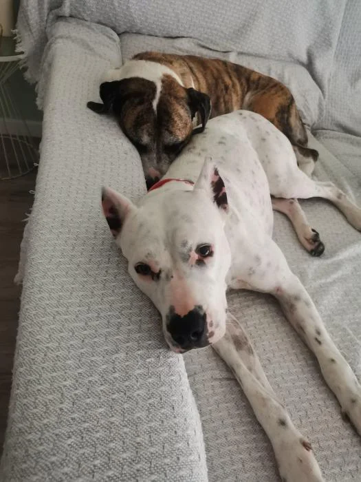 Dogo Argentino