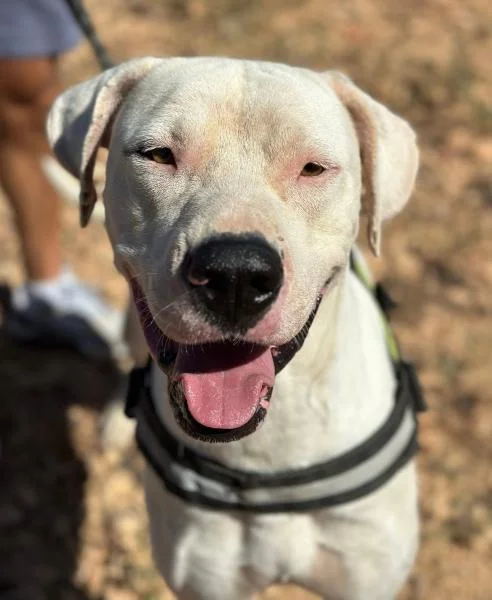 Dogo Argentino
