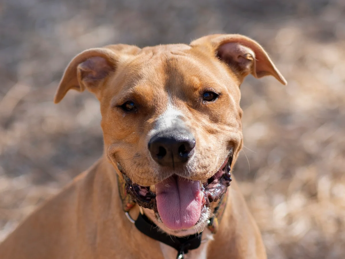 Pit Bull Terrier