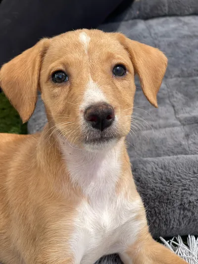 Bodeguero Mix Puppys, adopted
