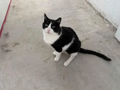Lala, adopted
