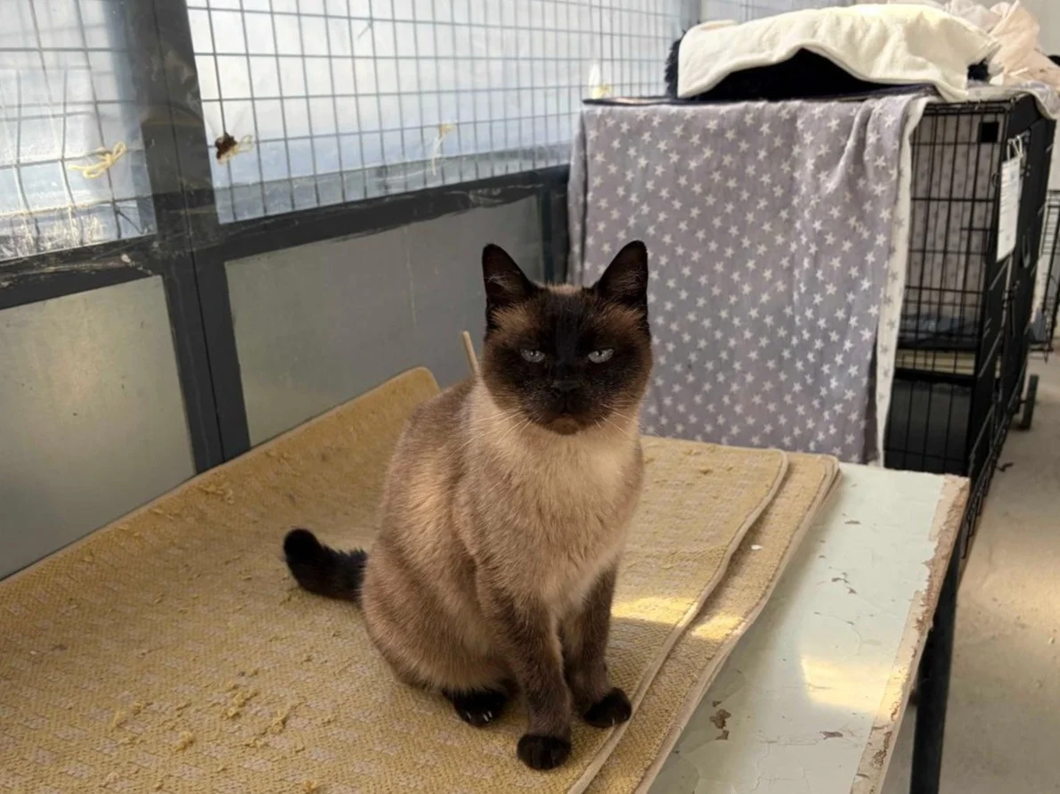 Siamese