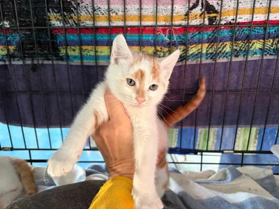 Wendy, adopted