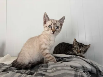 Loto, Jazmin, adopted