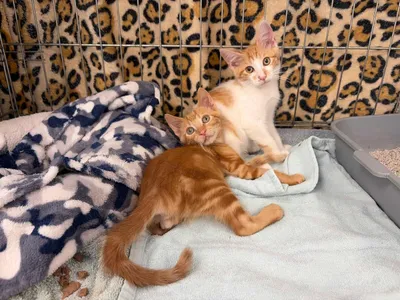 Horu y Neko, adopted