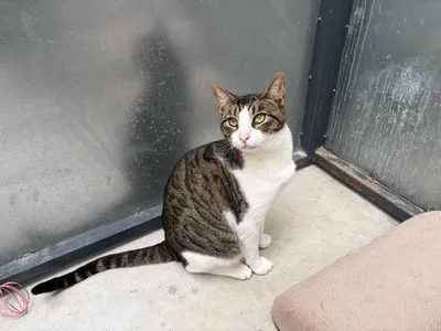 Roberto/Sergio+Leucemia, adopted