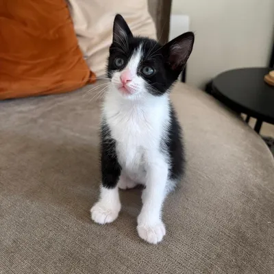 Joy, adopted