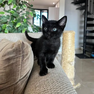 Juno, adopted