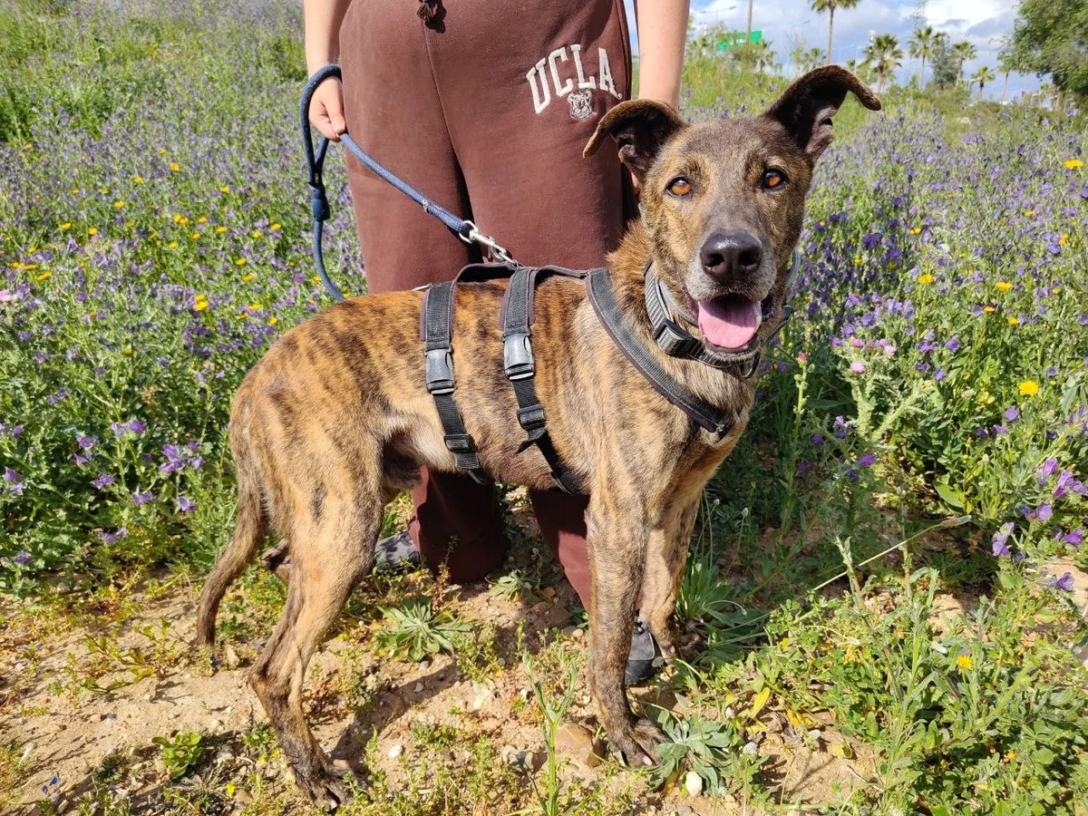 Galgo Español