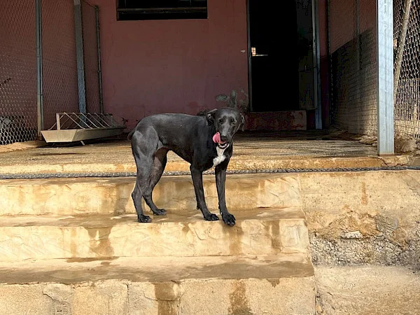 Pointer