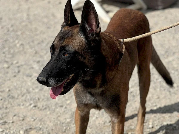 Belgian Malinois