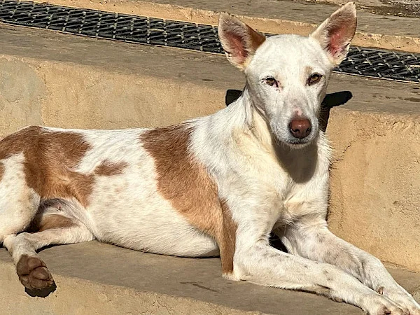 Podenco